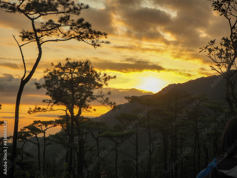 Naklejka premium sunrise pine forest mountain