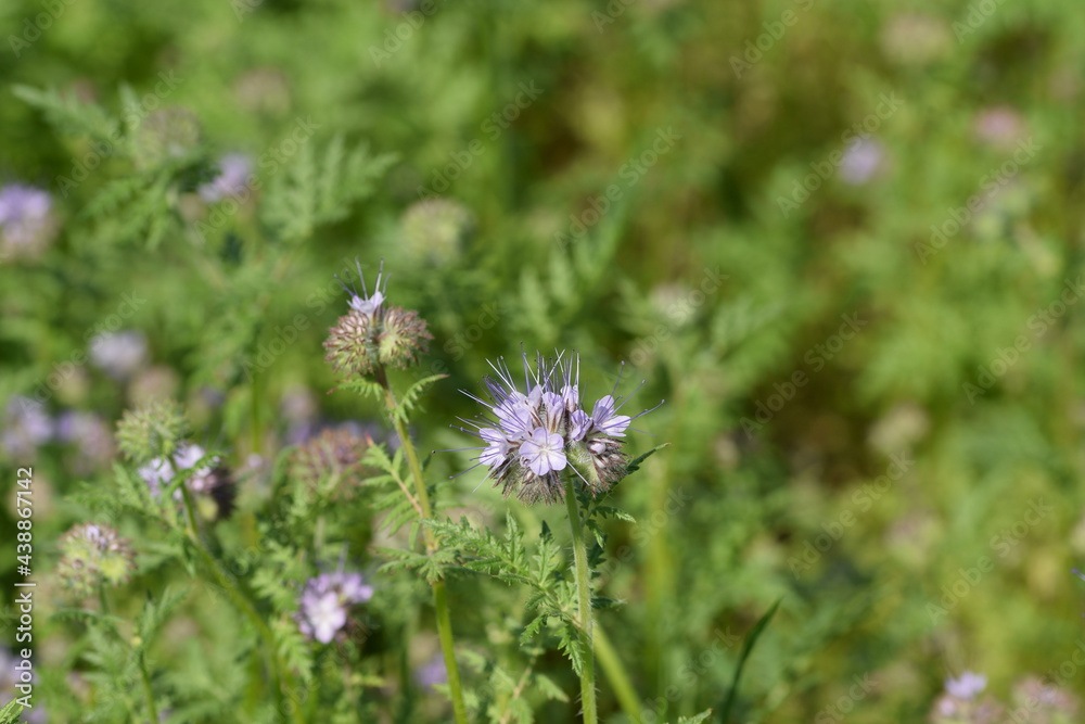 Phacelia plants starts too bloom on phacelia field. Phacelia plants starts too bloom on phacelia field.