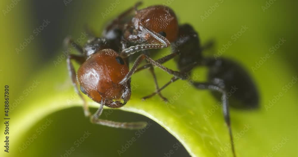 Ant on a plant leaf, close up macro shot. Ants are attracted to the
