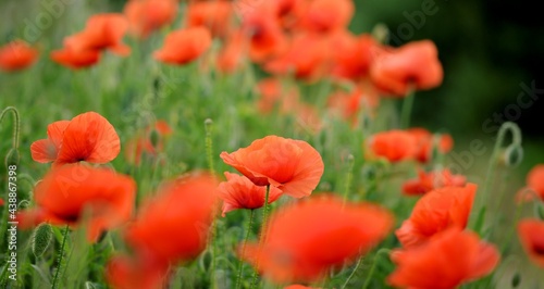 Poppies blooming on wild meadow.