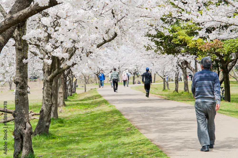 People walk through the aisle of cherry trees, in bloom in spring, a unique show. People walk through the aisle of cherry trees, in bloom in spring, a unique show.