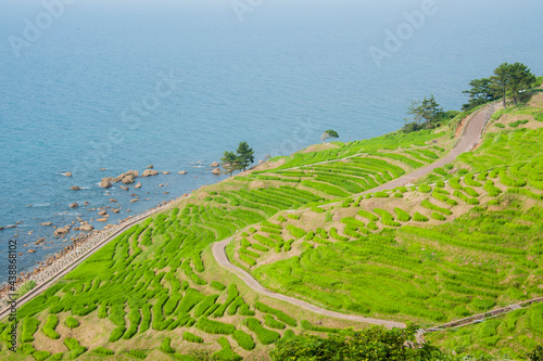 In summer, view of the rice plantation in steps, located on the Noto peninsula in Japan. © Marcos