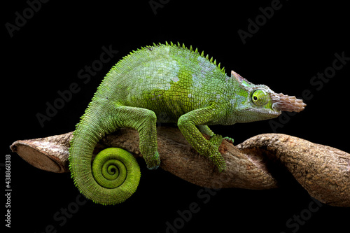 Fischer chameleon on a branch with black background © Agus Gatam