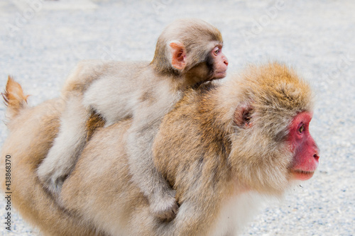 Little Japanese snow monkey cub being carried on the back by mama monkey