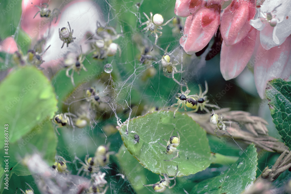 Selective, soft focus. Nest with lots of little spiders, brood. 