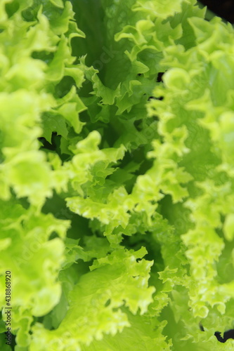 fresh green salad in closeup