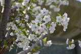 blossoming tree branch