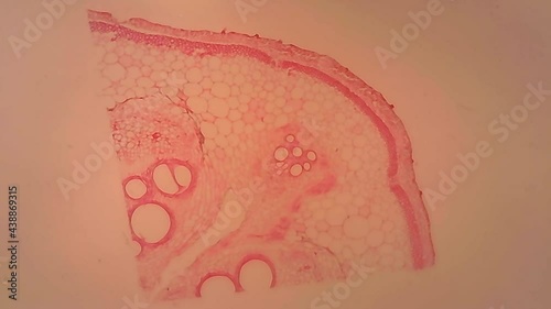 Microscope Stem Collenchyma Cross Section x600 photo