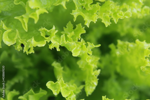 fresh green salad in close-up