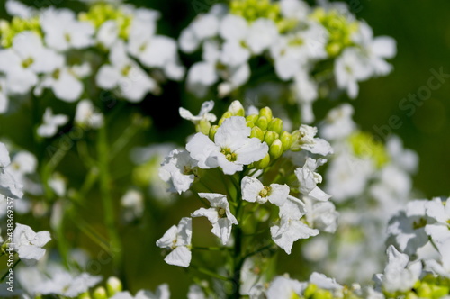 horseradish flower