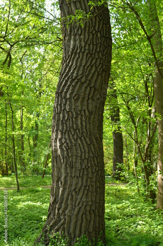 Tree with wavy bark