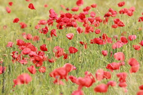 field of red poppies