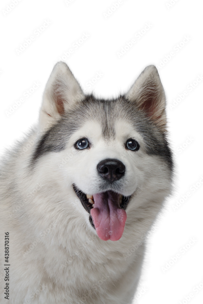 Siberian Husky with blue eyes. dog on a white background . nice pet 