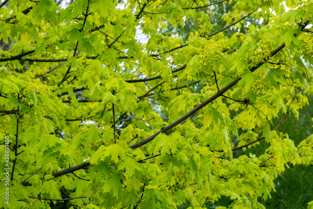 leaves of maple in the spring season leaves of maple in the spring season