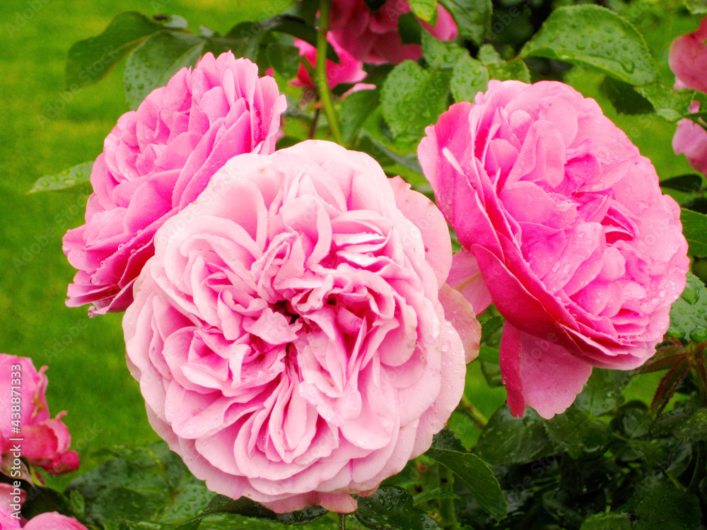 Obraz premium pink peony, rose