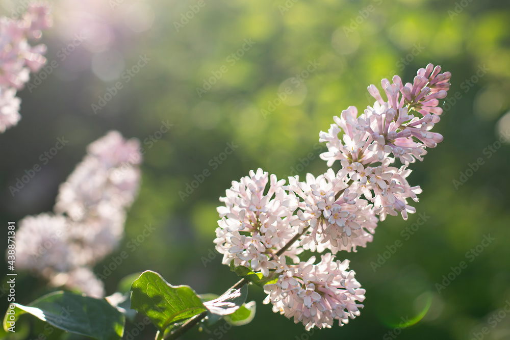 blooming pink flowers and defocus nature background, sunny day and lilac bush blooming pink flowers and defocus nature background, sunny day and lilac bush