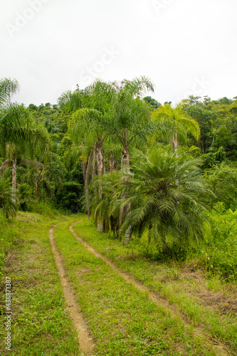 Trilha de terra ou estrada de terra