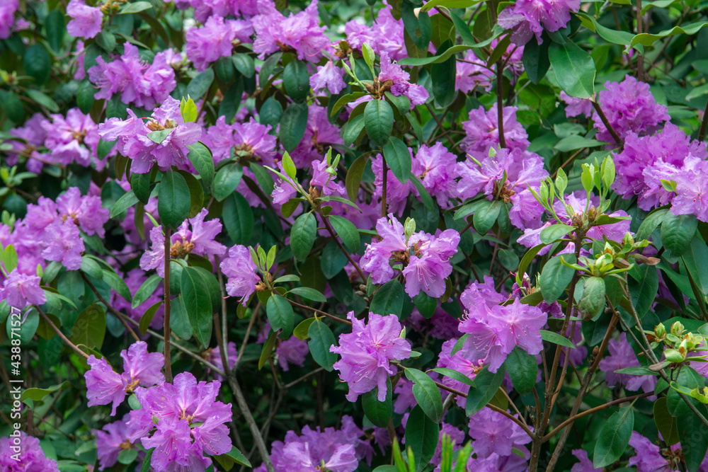 Obraz premium Pink flowers of a Rhododendron