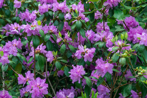 Pink flowers of a Rhododendron