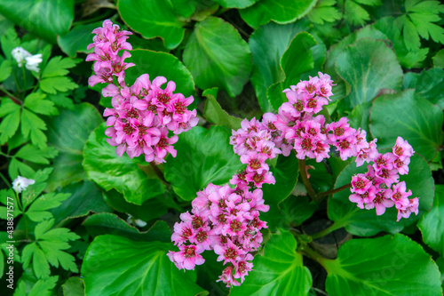  bergenia cordifolia or badan plant with flowers in the spring