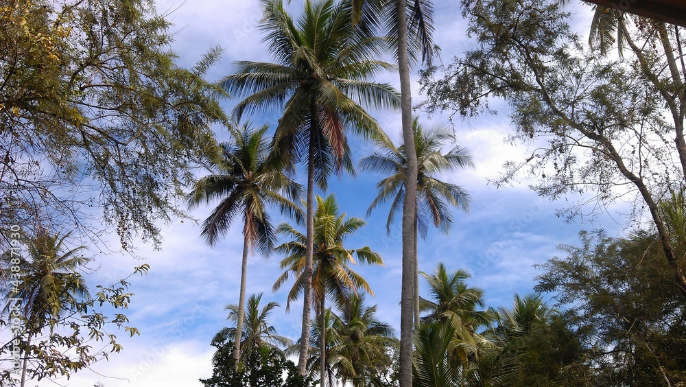 Tropical Coconut Trees in Sri Lanka Tropical Coconut Trees in Sri Lanka