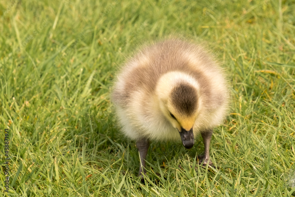 Gosling in the Grass Gosling in the Grass