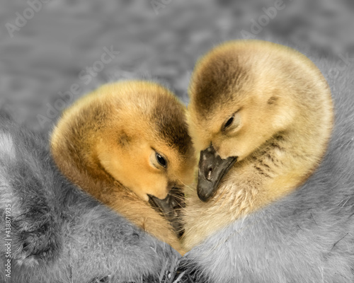 Heart Shaped Hug - Two Goslings, Ducklings © Michele Broadfoot