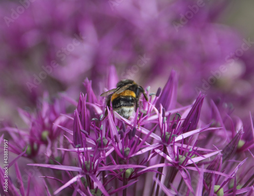 Obraz na płótnie A close up of the bumblebee on the pink thistle flower w salonie