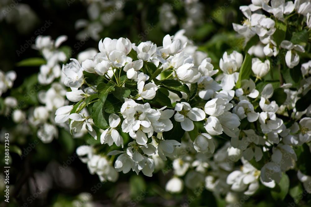 Apple blossoms in spring Apple blossoms in spring