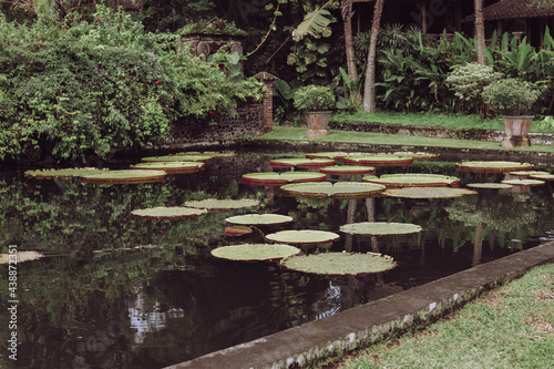A pond with plants. Beautiful view of a tropical garden in Bali