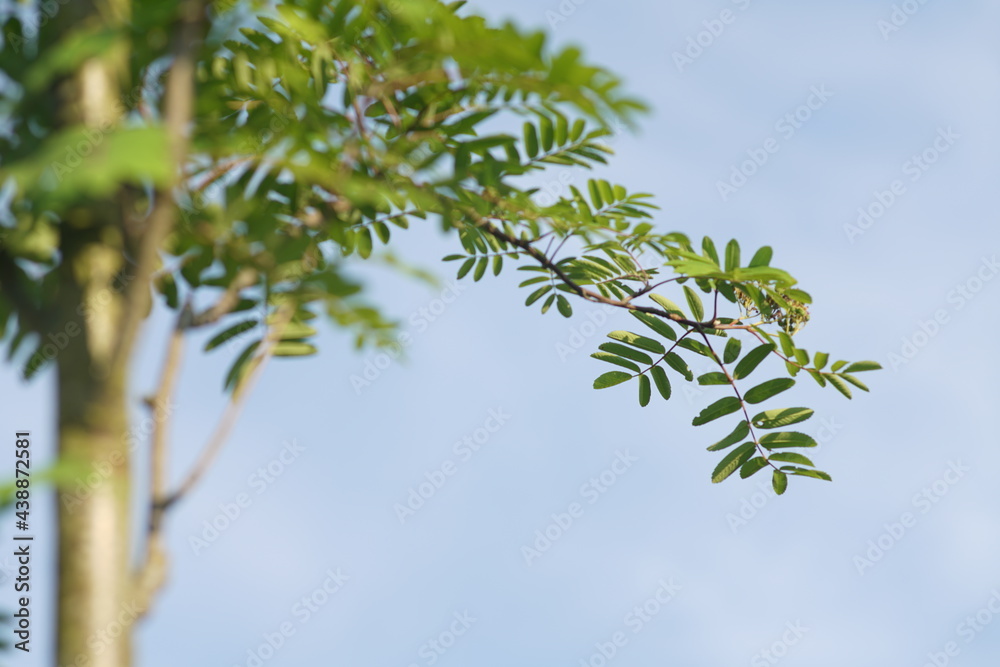 Eberesche im Detail zur sommerlichen Zeit mit Blättern im frischem Grün Eberesche im Detail zur sommerlichen Zeit mit Blättern im frischem Grün