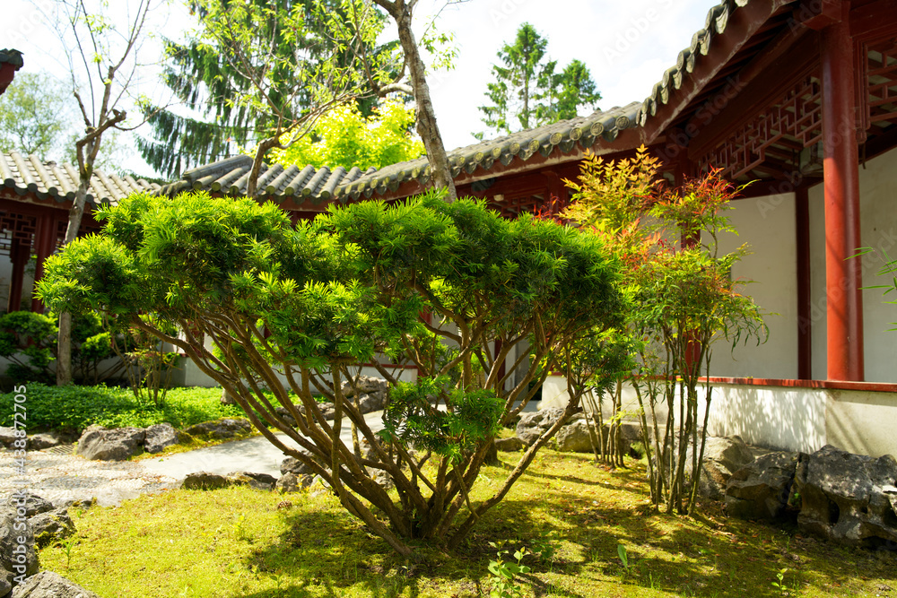 Chinese gardens in the hortus botanicus of Groningen early summer