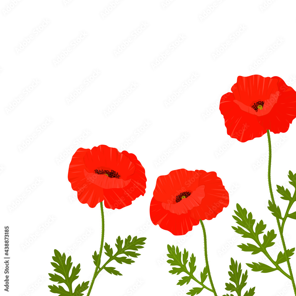 Obraz premium Postcard provence wildflowers poppies flowers vector illustration