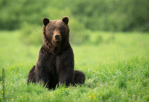 Wild brown bear ( Ursus arctos )