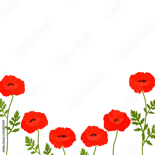 Frame poppies flowers vector illustration. Postcard provence wildflowers	 photo