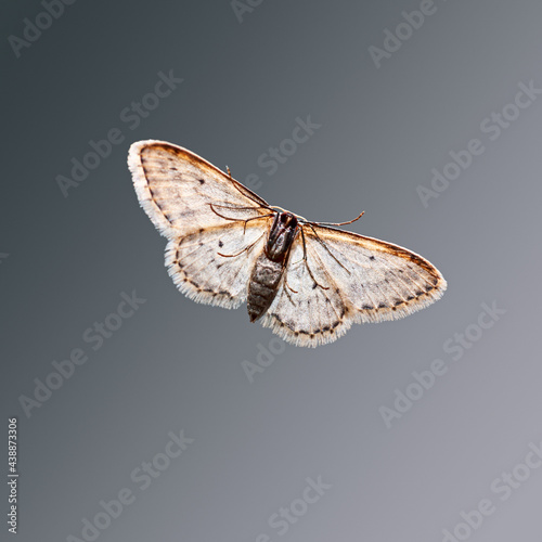Moth on gray background