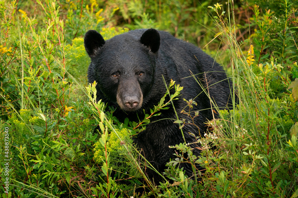 American Black Bear