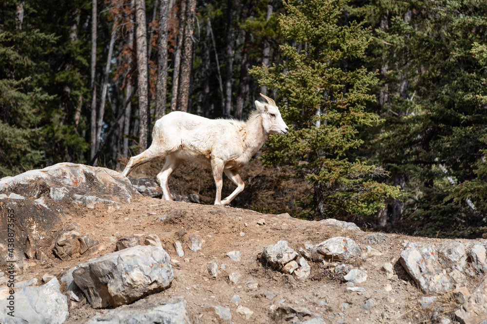 Rocky mountain goat 