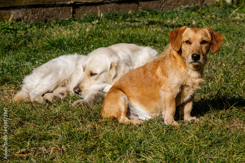 Dog and puppy action, laying and standing. A pet and mammal, animal. Short and long hair dogs.