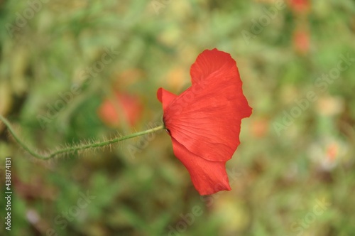 Red poppy flower.Beautiful spring field wildflower Papaver rhoeas. Corn poppy field background. Bright and vivid poppies in grass meadow.