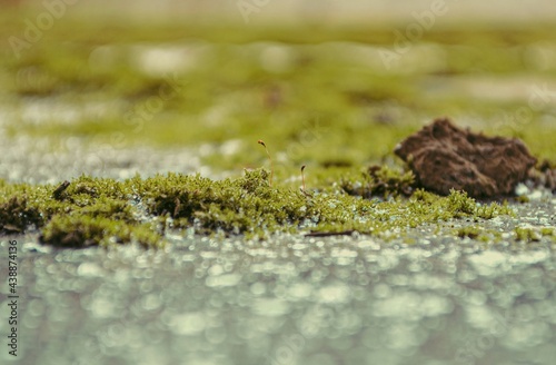 moss on ice