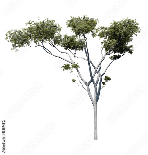 Gum tree 3D render isolated on white background