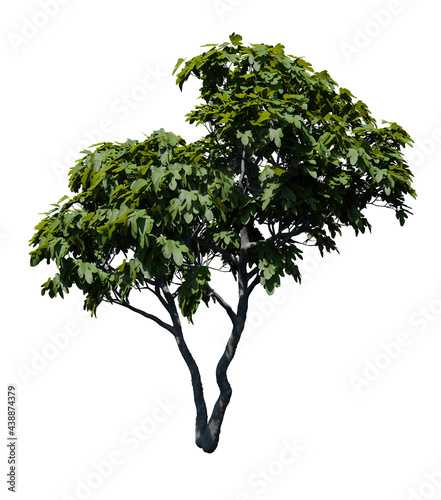 Fig tree 3D render isolated on white background