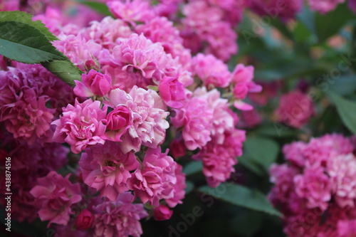 Fototapeta Naklejka Na Ścianę i Meble -  pink hydrangea flowers
