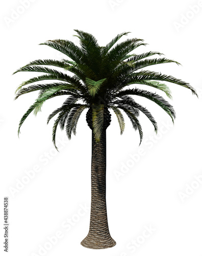 Pineapple palm 3D render isolated on white background