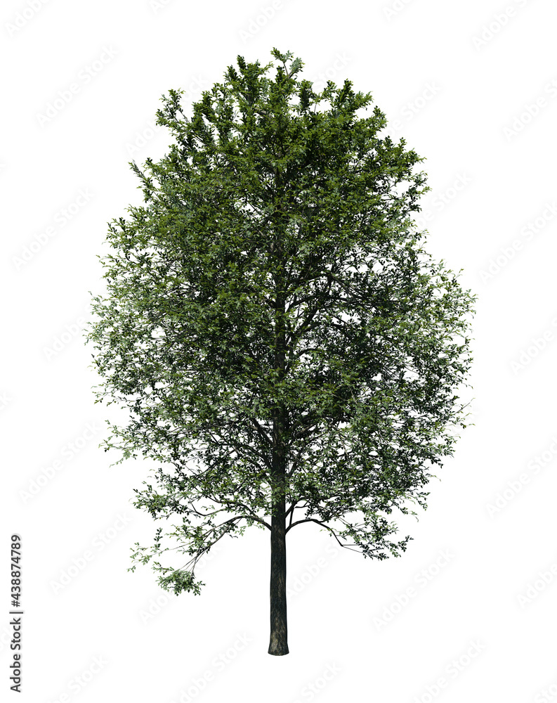 Obraz premium Alder tree 3D render isolated on white background