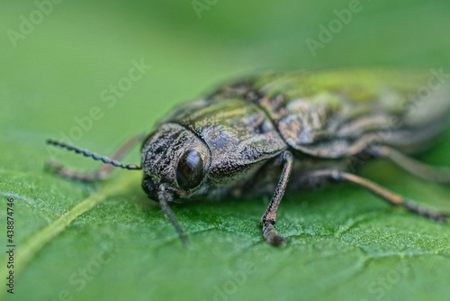 one gray beetle with big black eyes sits on a green leaf of a plant © butus