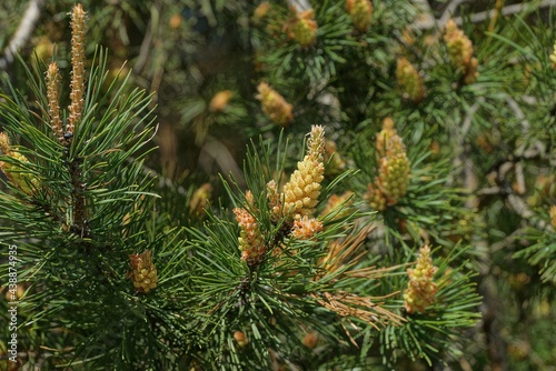 yellow pine cones on a thin branch with green needles in the forest