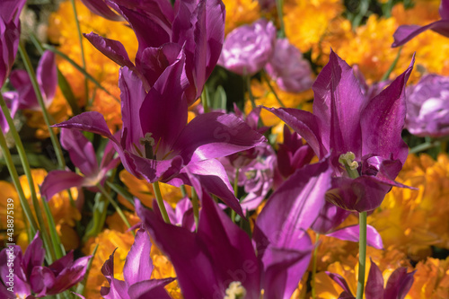 Many blossoming flowers, orange purple tulips, vivid colors. Vibrant natural wallpaper, backdrop, template