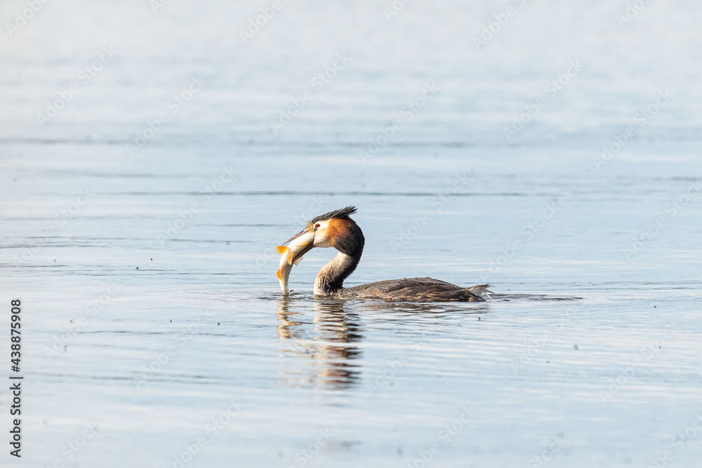 Fototapeta premium Great crested grebe eats a big perch on a lake in Brandenburg, Germany